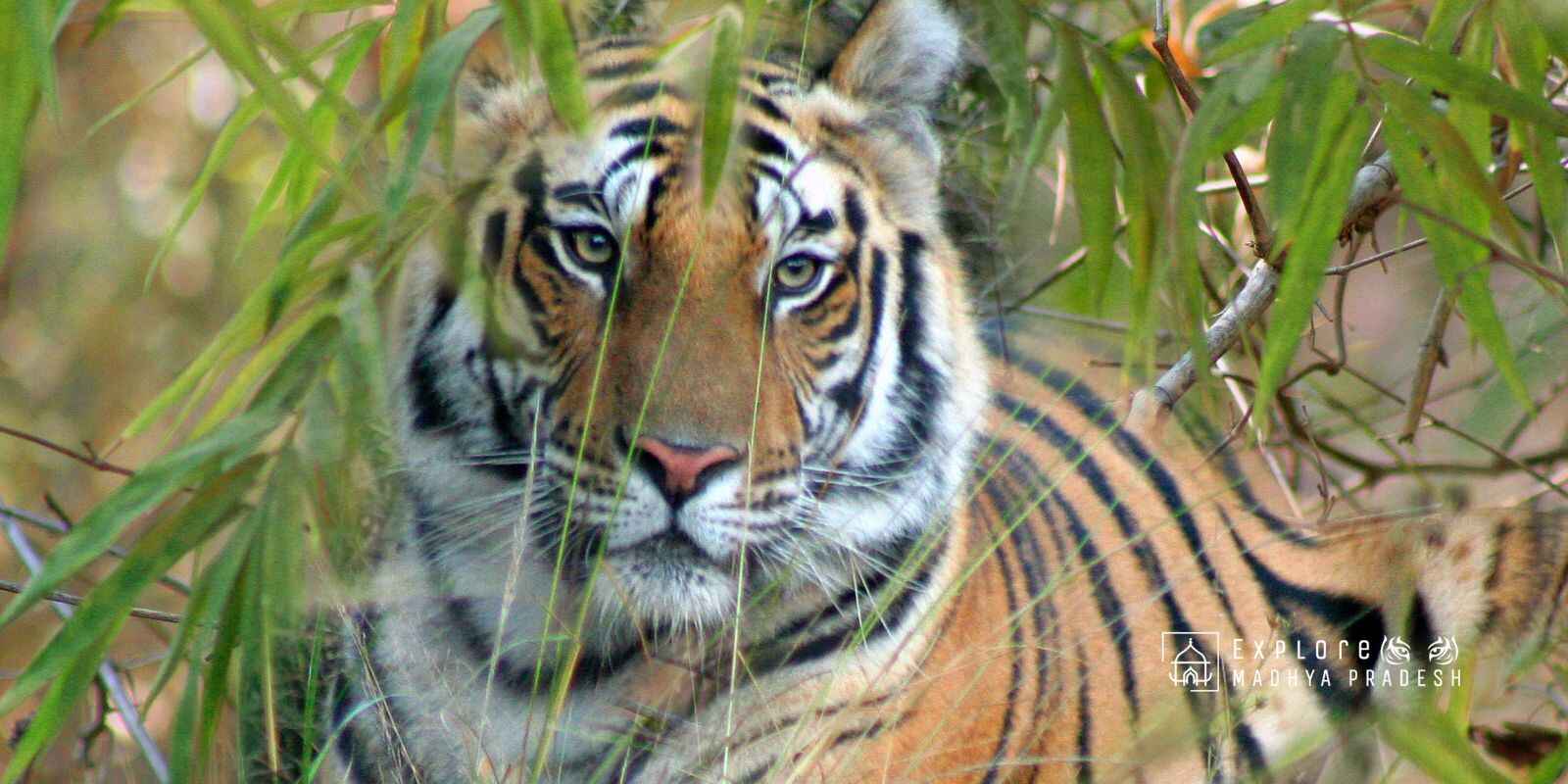 Wildlife Safari Madhya Pradesh