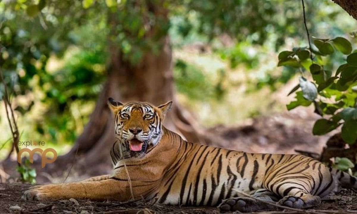 Kanha and Bandhavgarh tiger safari wildlife tour in Madhya Pradesh