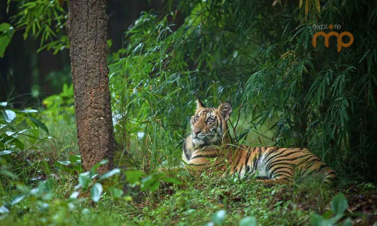 Tiger in the grasslands of Kanha National Park, Madhya Pradesh