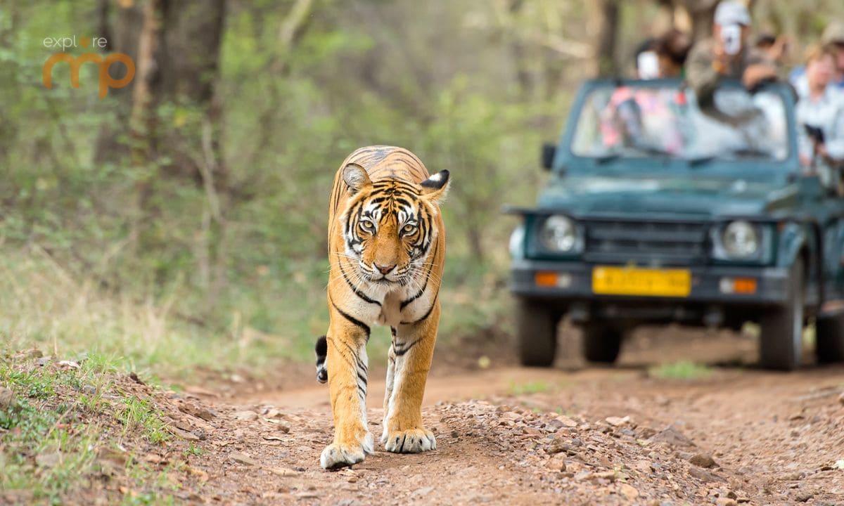 Sal Forest Landscape at Kanha