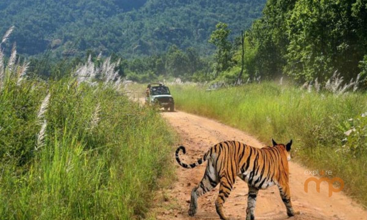 Wildlife and natural scenery of Bandhavgarh, Madhya Pradesh